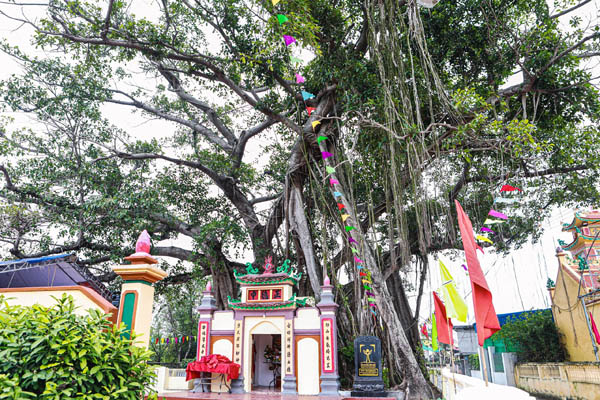 Cây[-]đa[-]trên[-]500[-]năm[-]tuổi[-]ở[-]Nam[-]Định[-]được[-]công[-]nhận[-]Cây[-]Di[-]sản[-]Việt[-]Nam